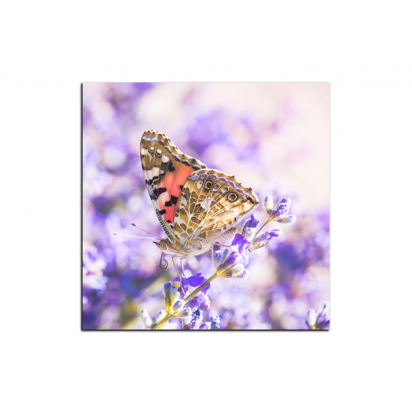 Obraz na plátně - Motýl na levandule - čtverec